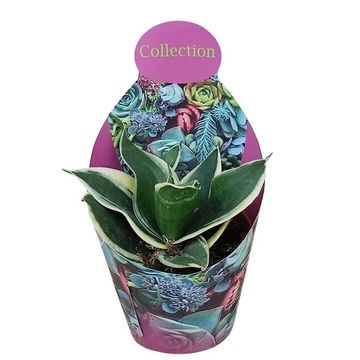 Sansevieria trifasciata 'Jade Pagoda'