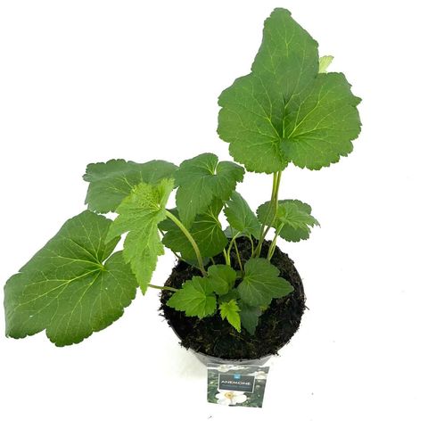 Anemone x hybrida 'Honorine Jobert'