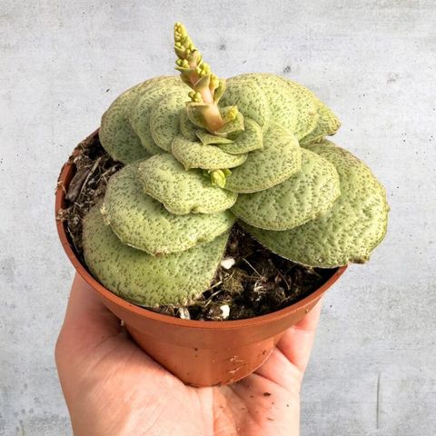 Crassula capitella