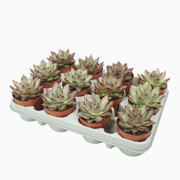 Echeveria agavoides 'Electra'
