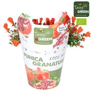 Punica granatum 'Unica'