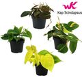 Philodendron MIX