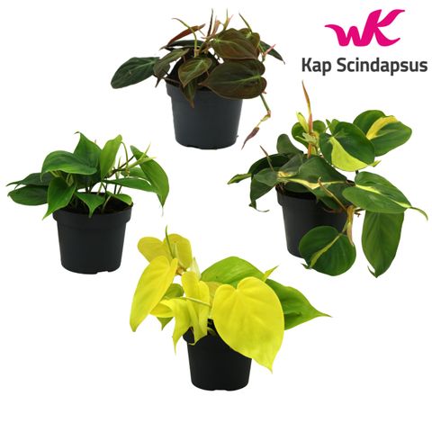 Philodendron MIX