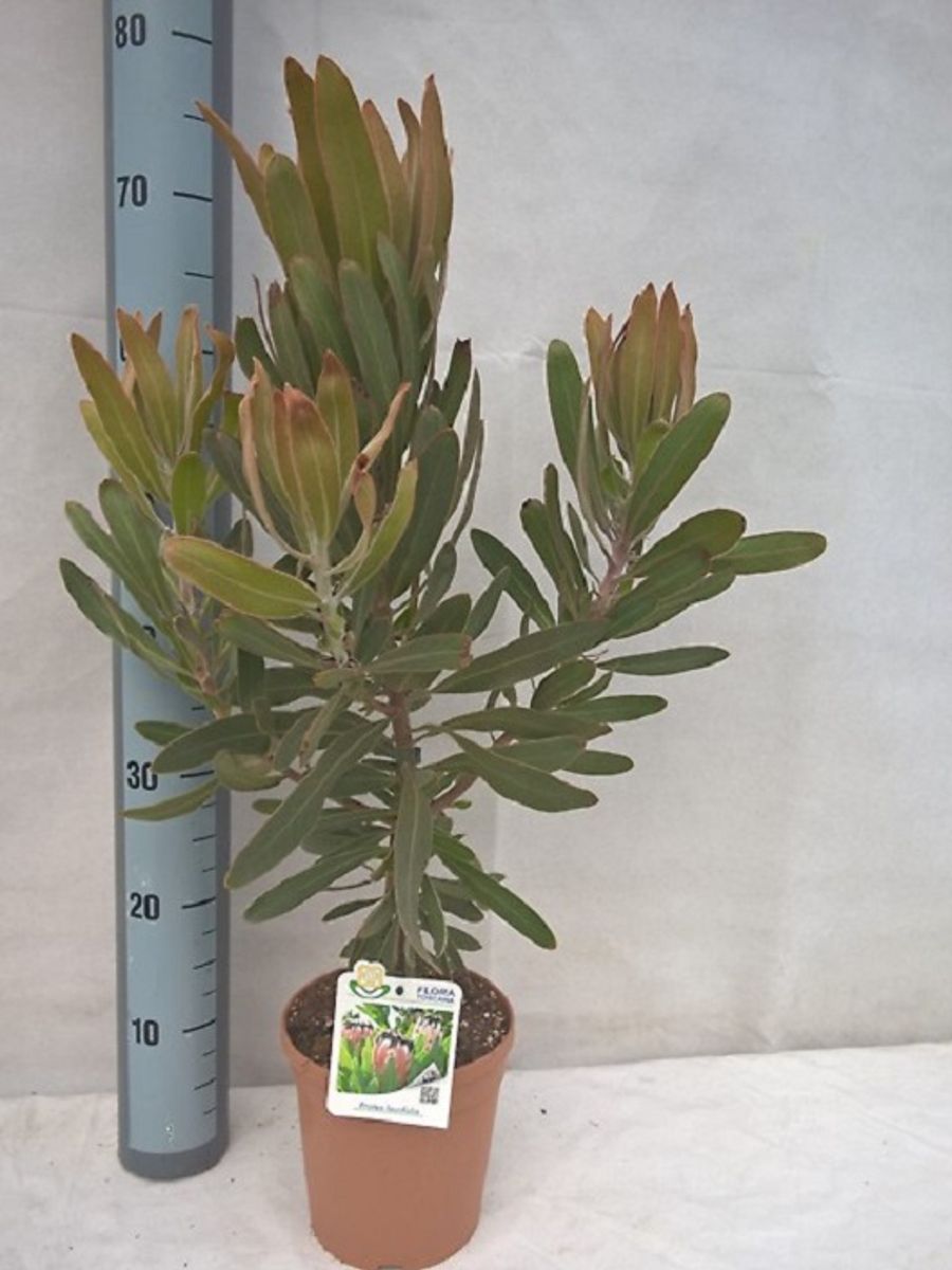 Protea laurifolia (P17 cm H80 cm) Plant Wholesale FlorAccess