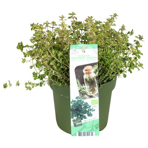 Thymus x citriodorus 'Summerdreams Lemon Gold'