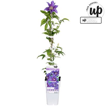 Clematis BARONESS FOOKES