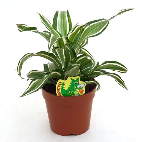 Dracaena fragrans 'Kanzi'