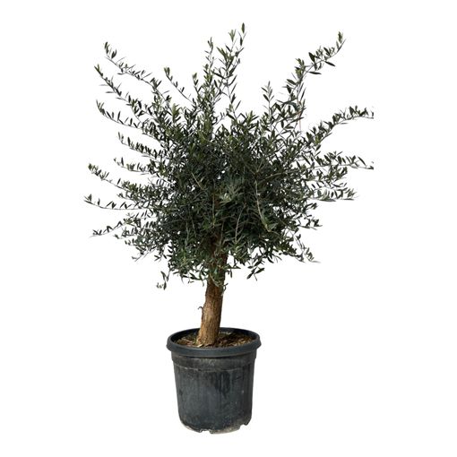 Olea europaea