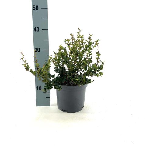 Berberis darwinii