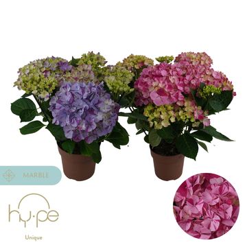 Hydrangea macrophylla MIX