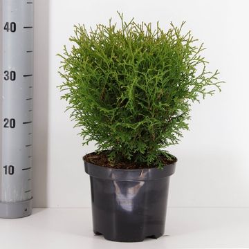 Thuja occidentalis 'Tiny Tim'