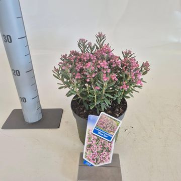 Andromeda polifolia 'Blue Ice'