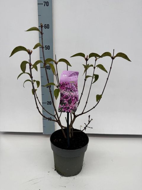 Syringa x chinensis 'Saugeana'