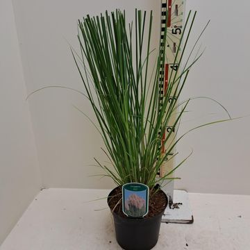 Cortaderia selloana 'Rosea'