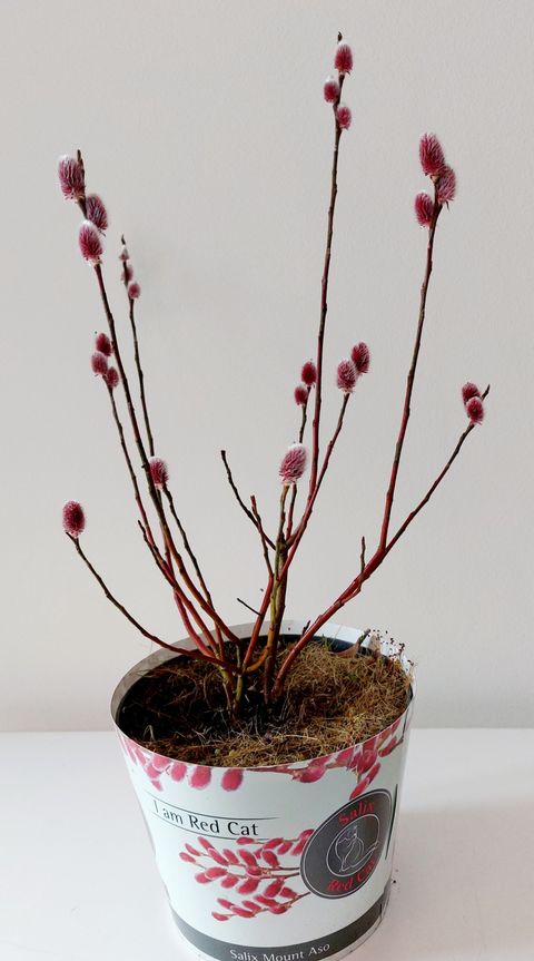 Salix gracilistyla 'Mt. Aso'