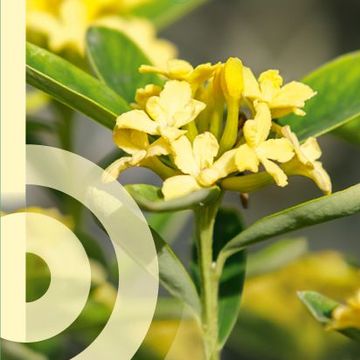 Daphne gemmata 'Royal Crown'