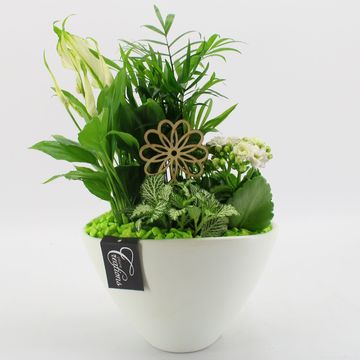 Ετοιμασίες Houseplants