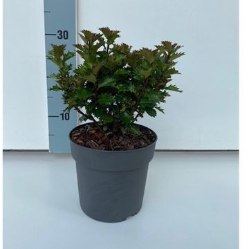 Ilex x meserveae LITTLE RASCAL