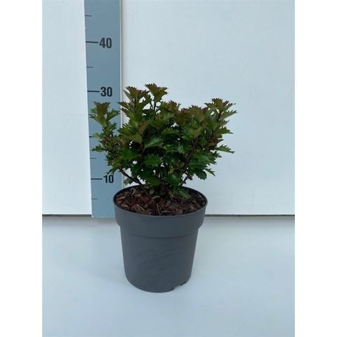 Ilex x meserveae LITTLE RASCAL