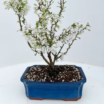 Prunus incisa 'Kojou-no-mai'