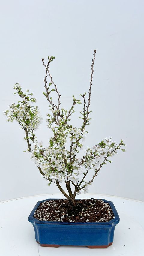 Prunus incisa 'Kojou-no-mai'