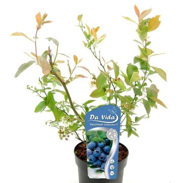 Vaccinium corymbosum 'Goldtraube 71'