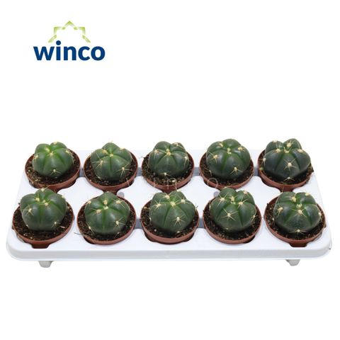 Gymnocalycium horstii