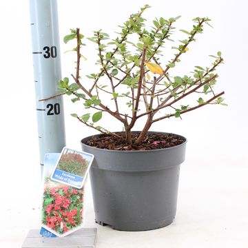 Escallonia 'Pride of Donard'