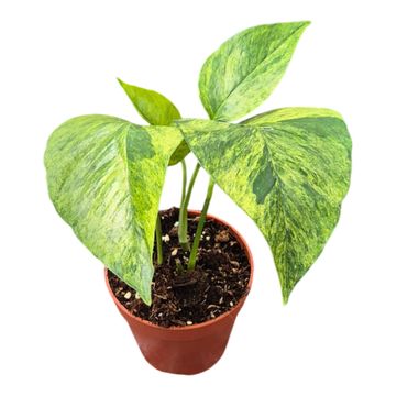 Epipremnum pinnatum MINT