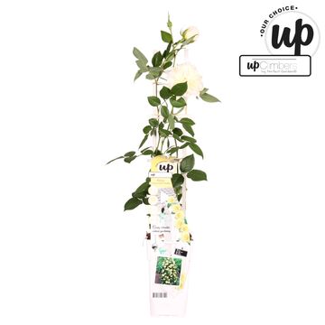 Rosa CRAZY IN LOVE VANILLA