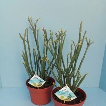 Euphorbia phosphorea