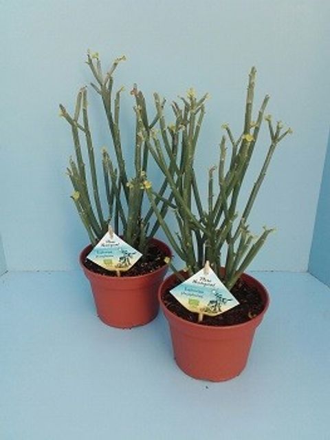 Euphorbia phosphorea