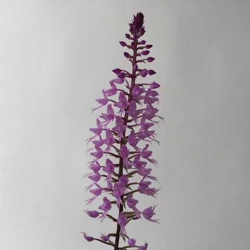 Stenoglottis longifolia