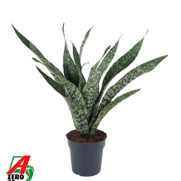 Sansevieria trifasciata 'Jaboa'