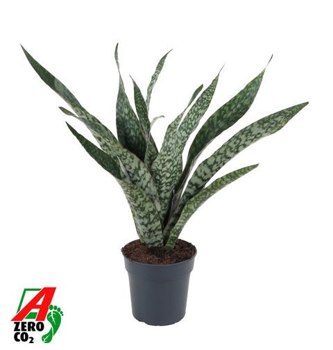 Sansevieria trifasciata 'Jaboa'