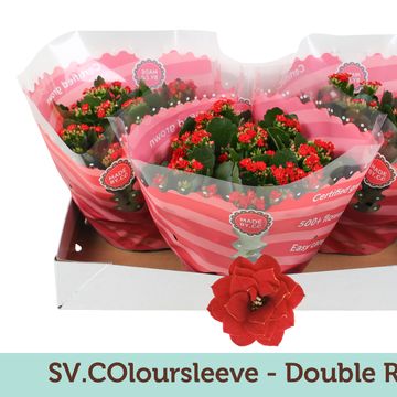 Kalanchoe DOUBLE RED