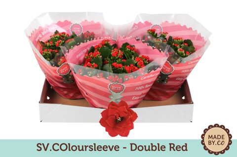 Kalanchoe DOUBLE RED