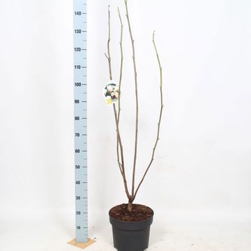 Magnolia concinna 'Sunrise'