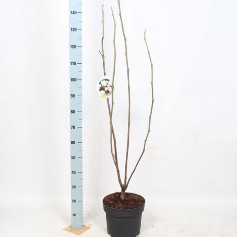 Magnolia concinna 'Sunrise'