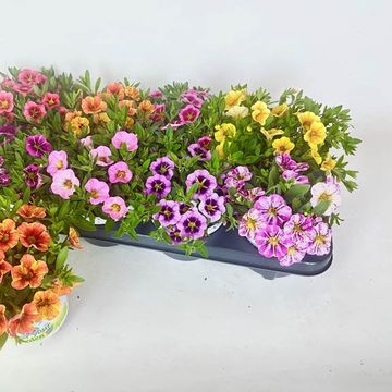 Calibrachoa MIX