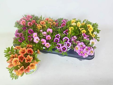 Calibrachoa MIX
