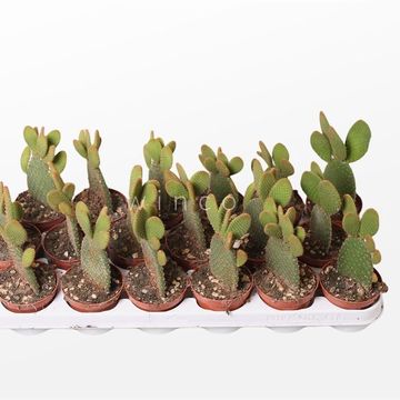 Opuntia microdasys rufida