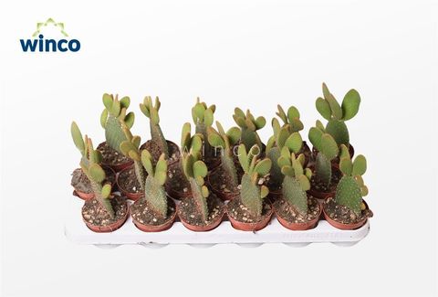 Opuntia microdasys rufida