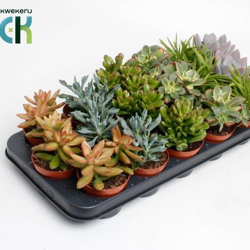 Suculentas MIX