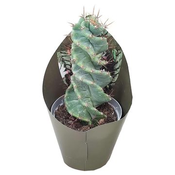 Cereus forbesii 'Spiralis'