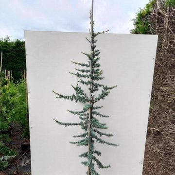 Cedrus libani 'Glauca'