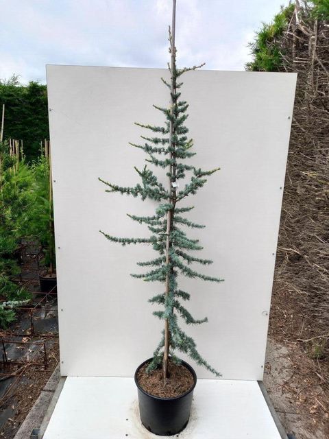 Cedrus libani 'Glauca'