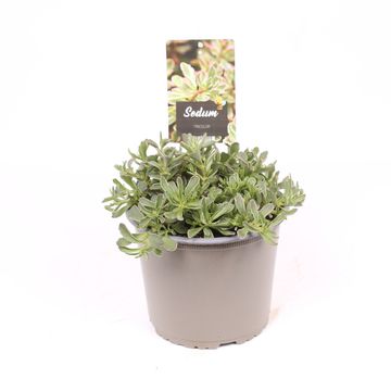 Sedum spurium 'Tricolor'
