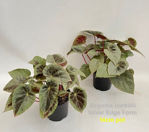 Begonia burkillii