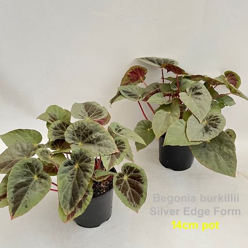 Begonia burkillii